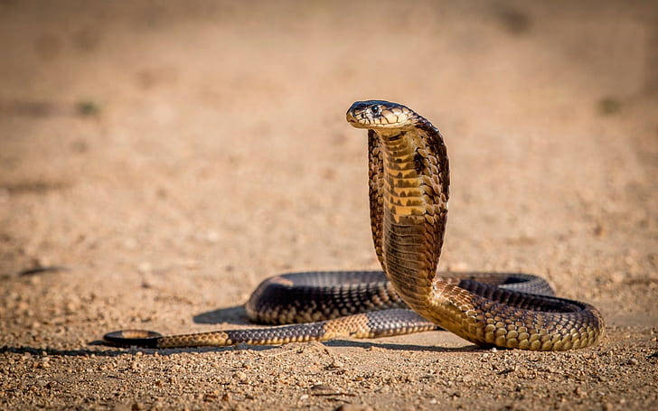 King Cobra, desert, sandy ground, SD Desktop Wallpaper