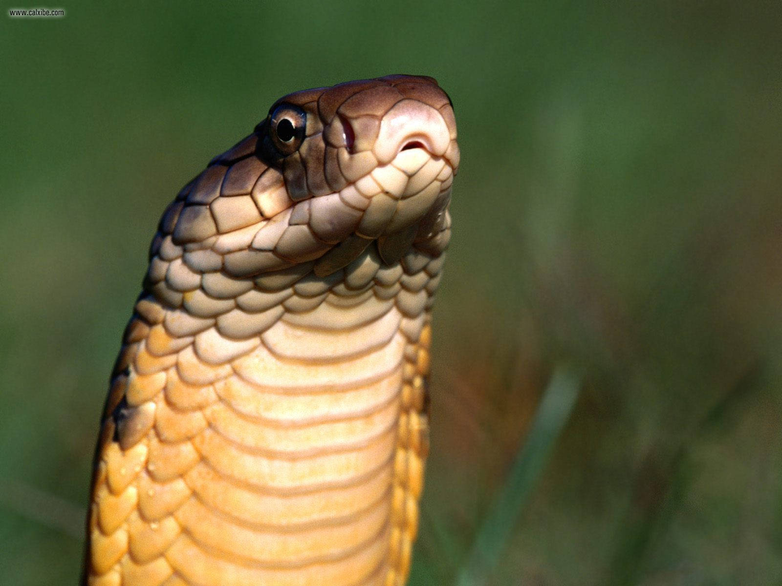 King Cobra, shallow focus, raised hood, HD Desktop Wallpaper