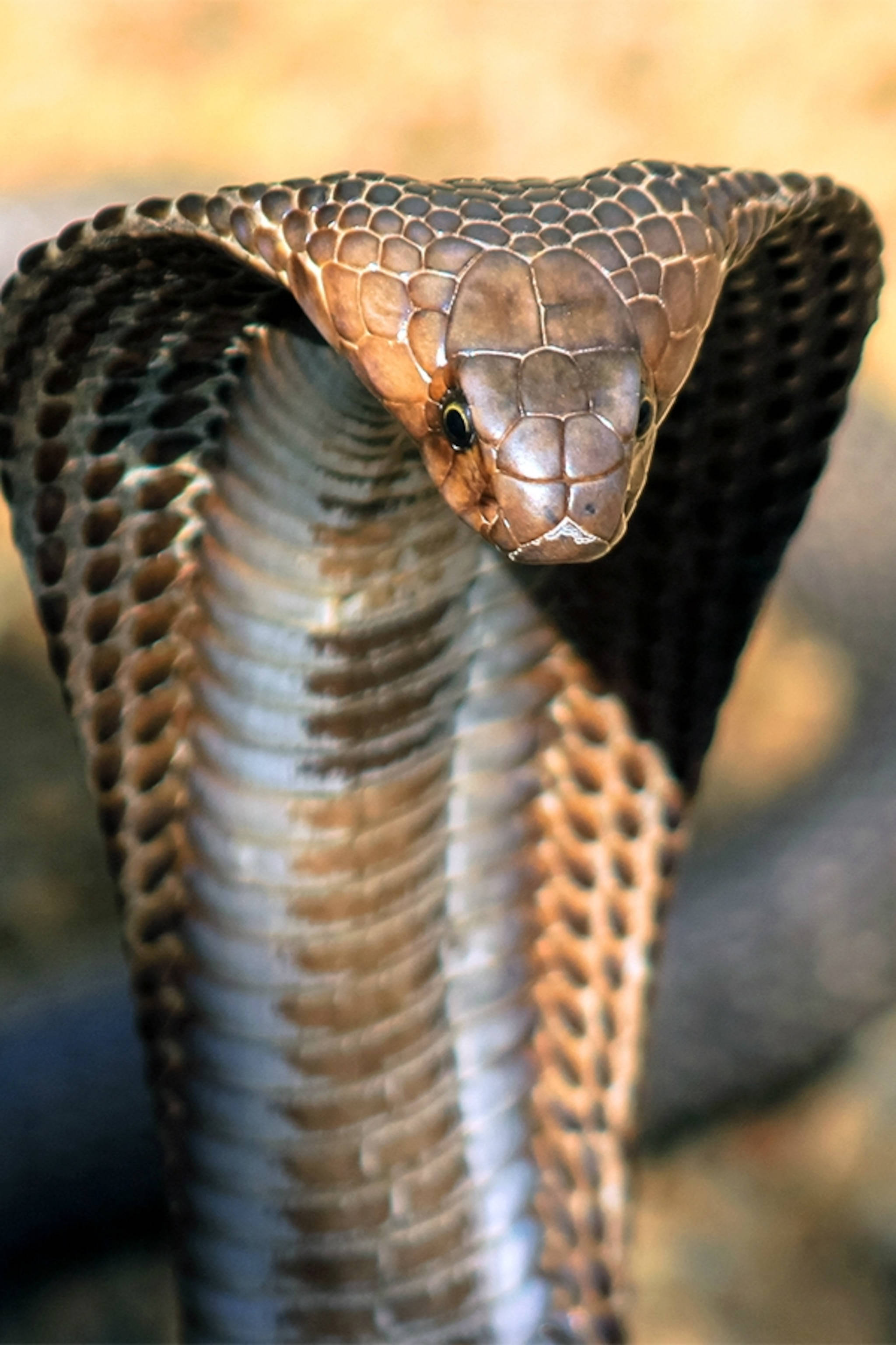 King Cobra, hood expanded, scales detailed, 2K Phone Wallpaper