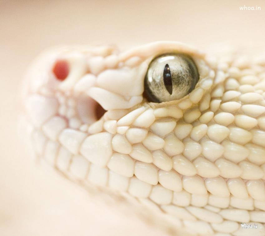 White King Cobra, pale snake, detailed scales, SD Desktop Wallpaper
