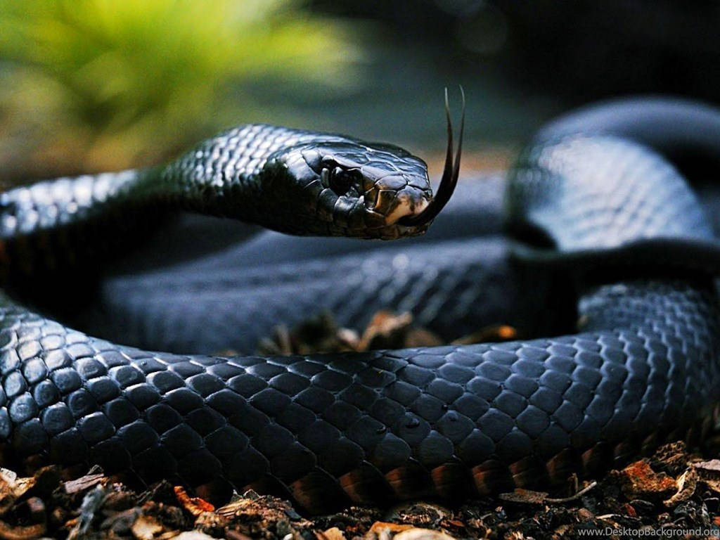 Black King Cobra, glossy black, forest floor, SD Desktop Wallpaper
