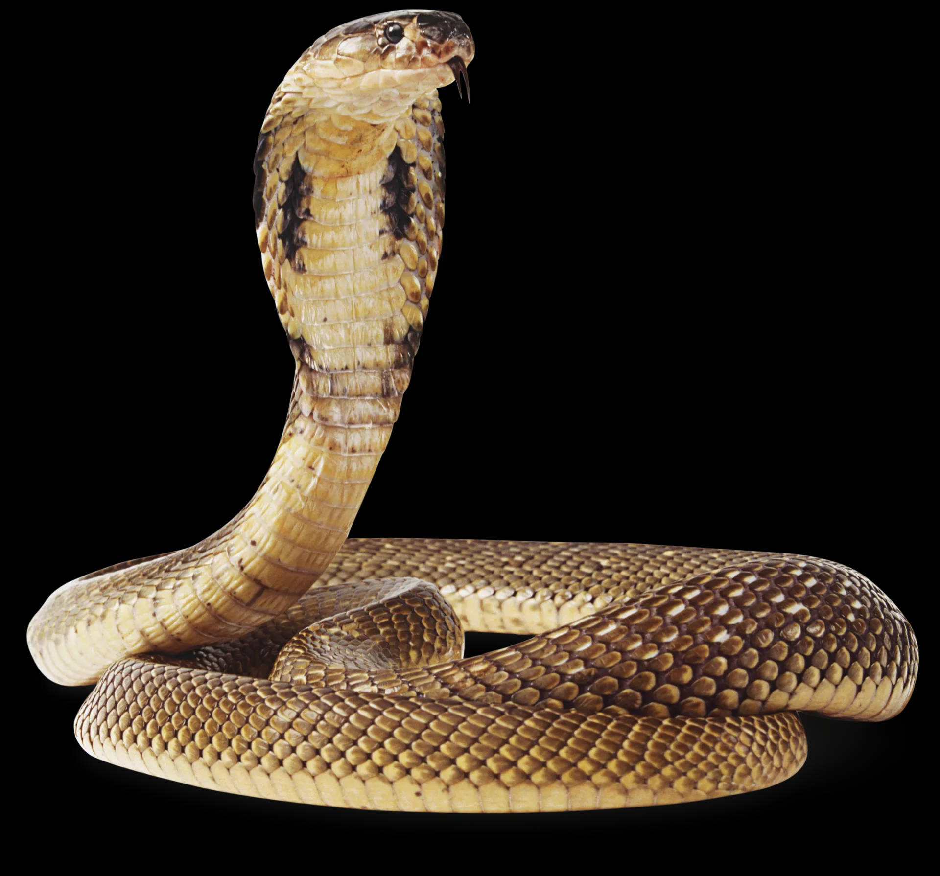 Brown King Cobra, cobra snake, raised hood, Full HD Desktop Wallpaper