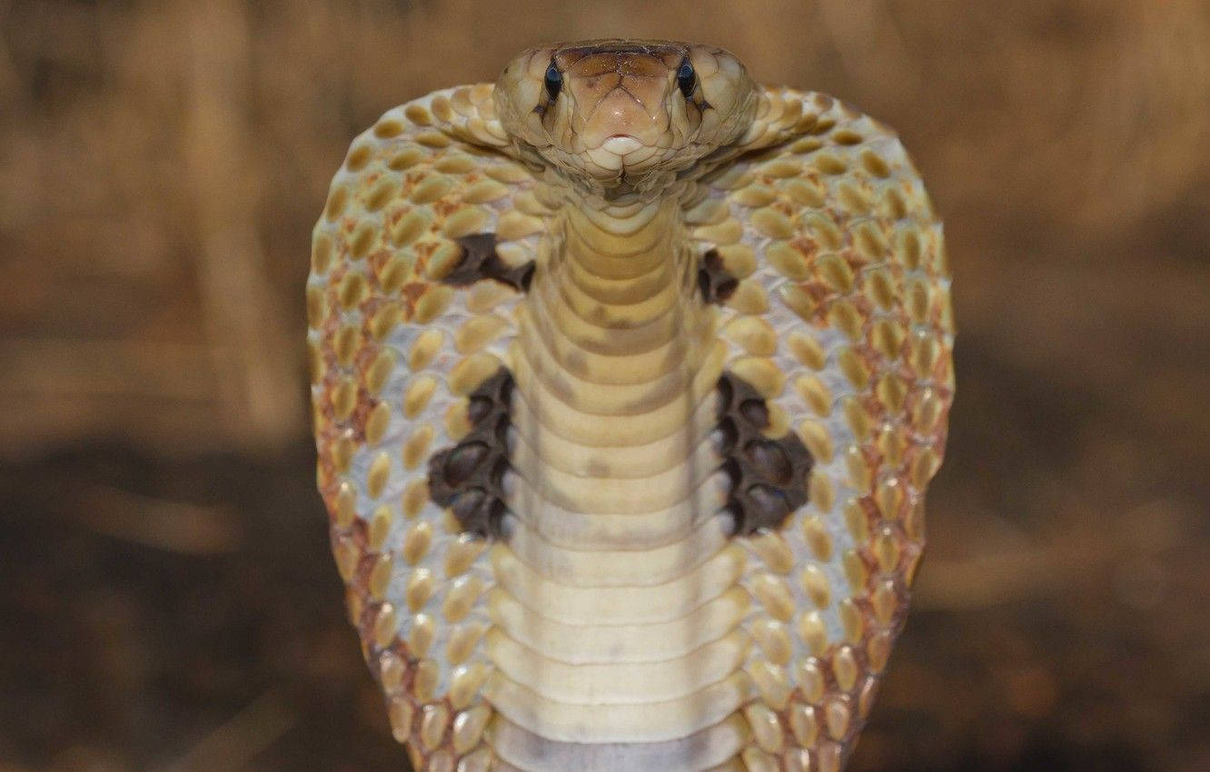 King Cobra, hood, eyes locked forward, HD Desktop Wallpaper