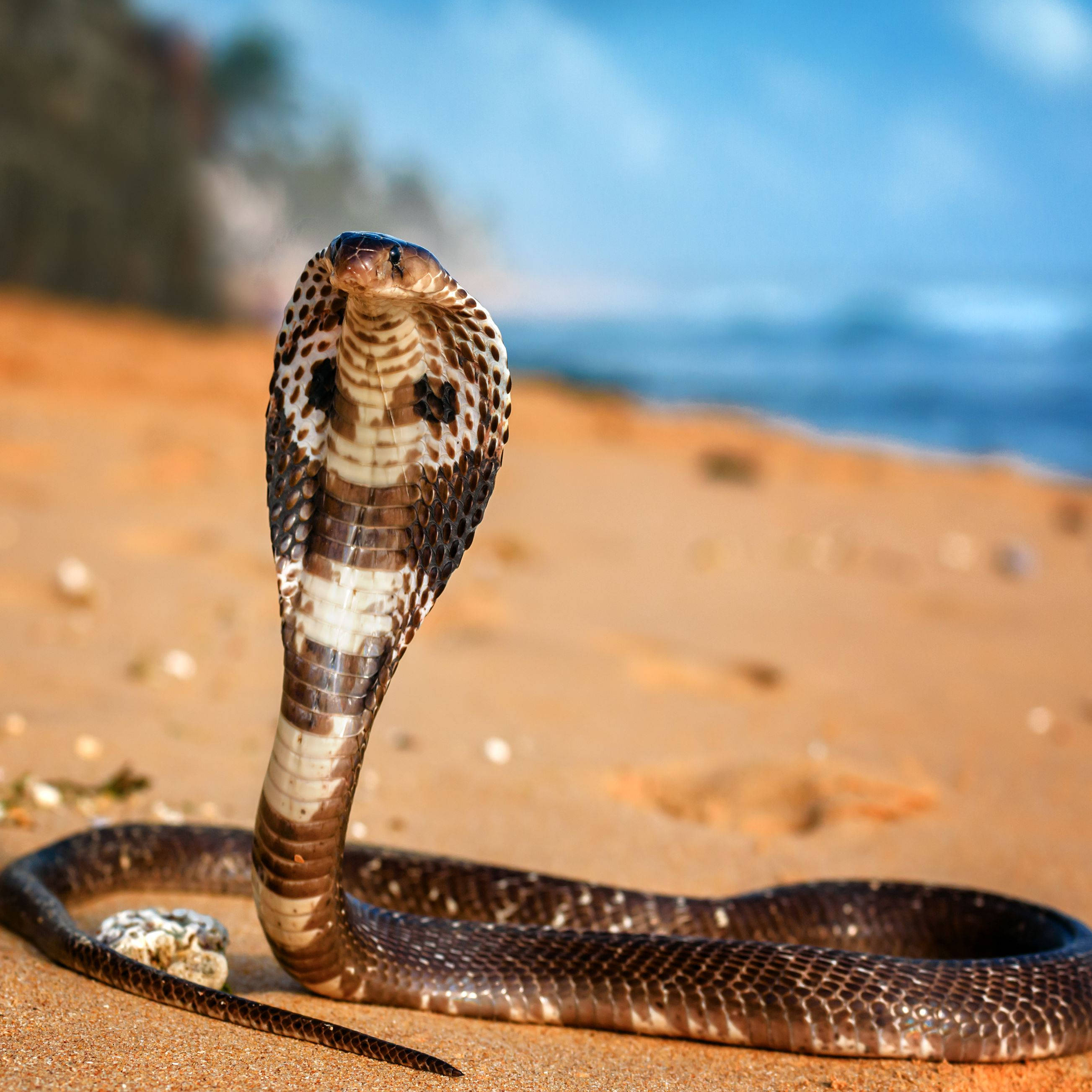 King Cobra, beach, ocean waves, 2K Desktop Wallpaper