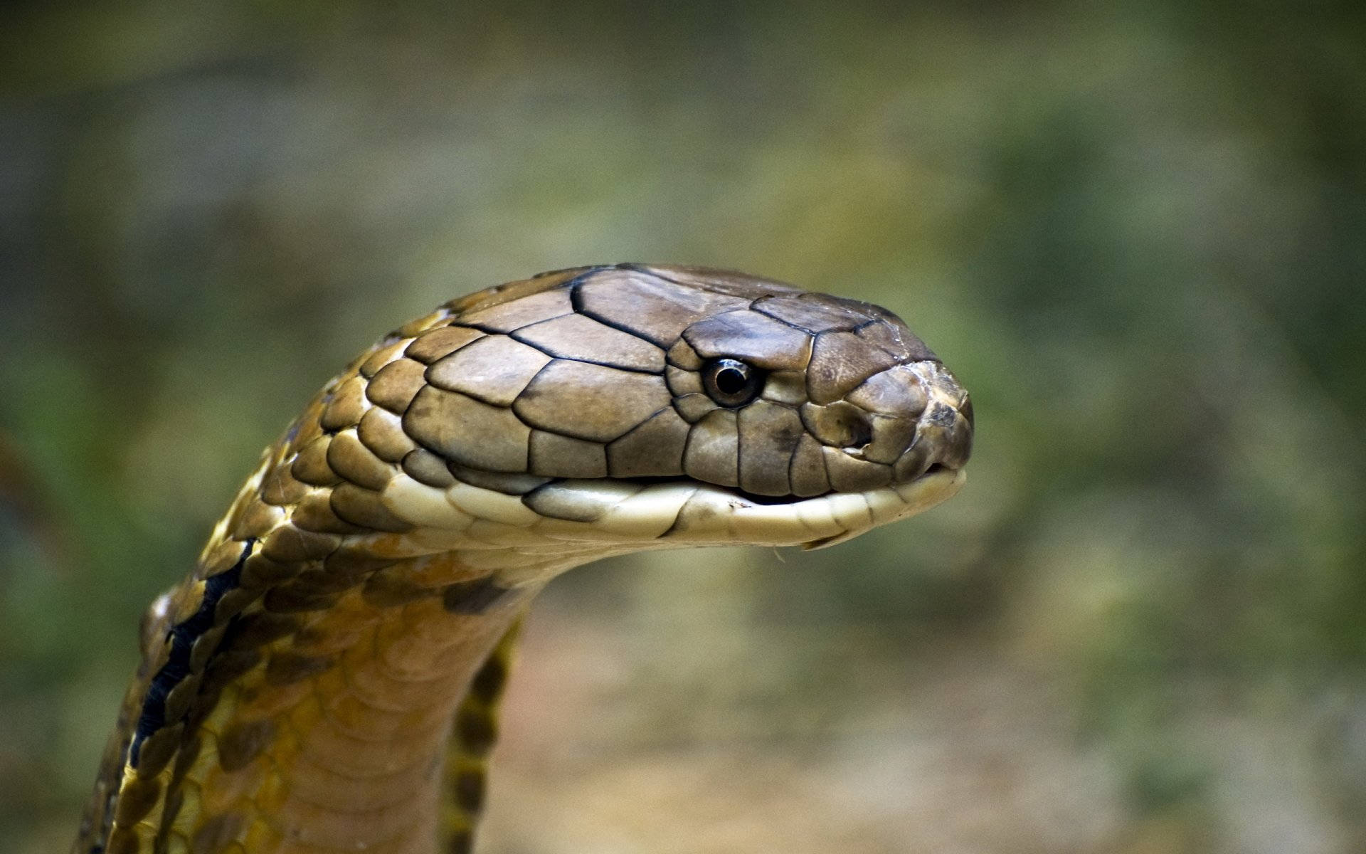 King Cobra, side view, raised hood, Full HD Desktop Wallpaper
