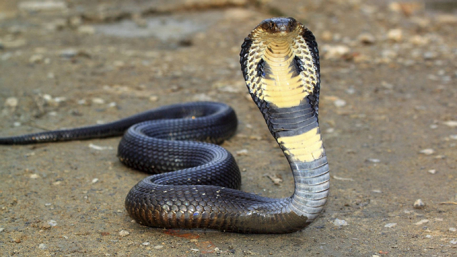 King Cobra, black cobra, yellow hood, Full HD Desktop Wallpaper