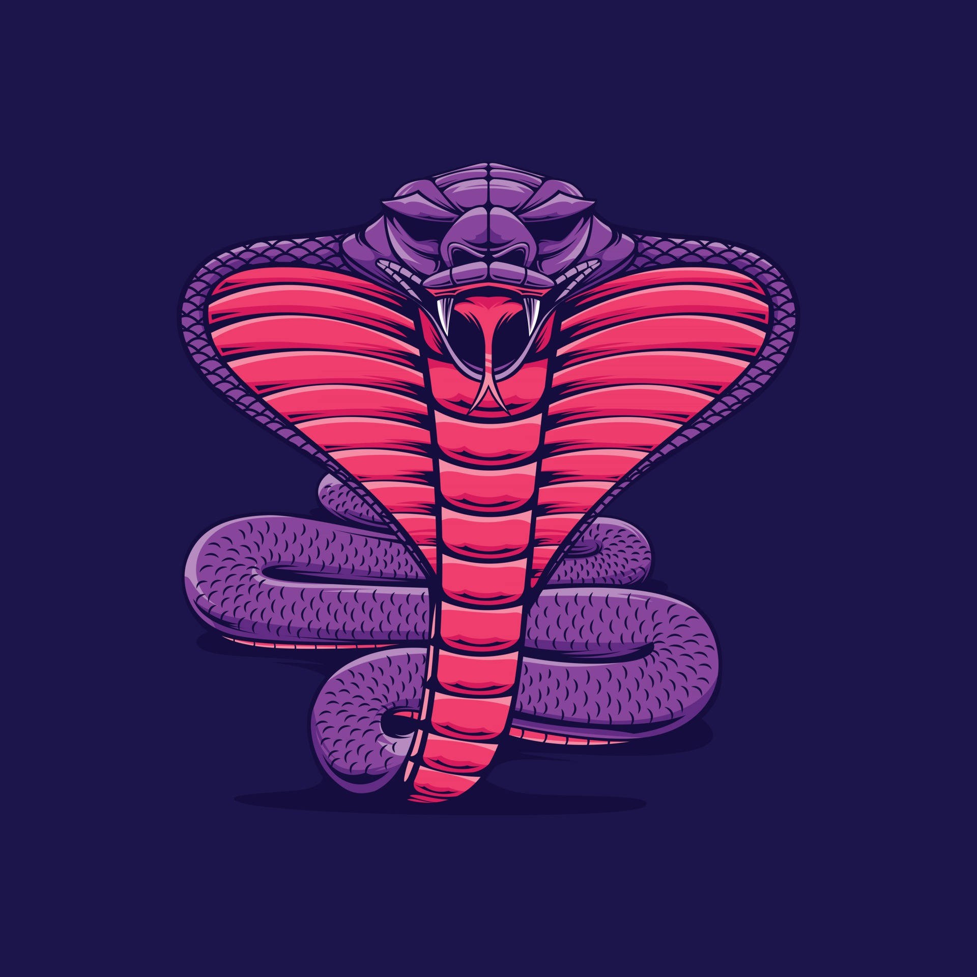 King Cobra, vibrant pink and purple hood, dark blue background, Full HD Desktop Wallpaper
