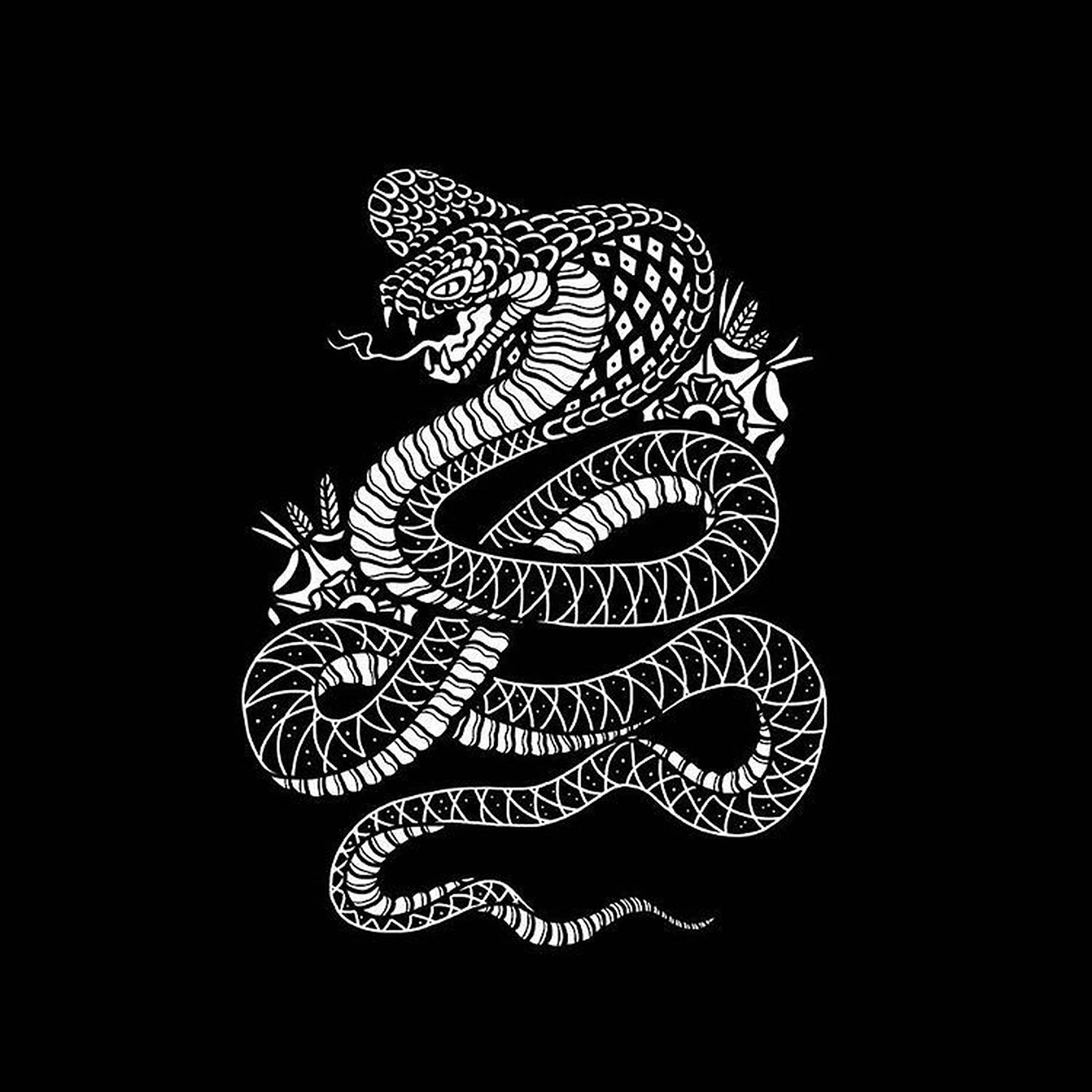 King Cobra, white cobra, black background, Full HD Desktop Wallpaper