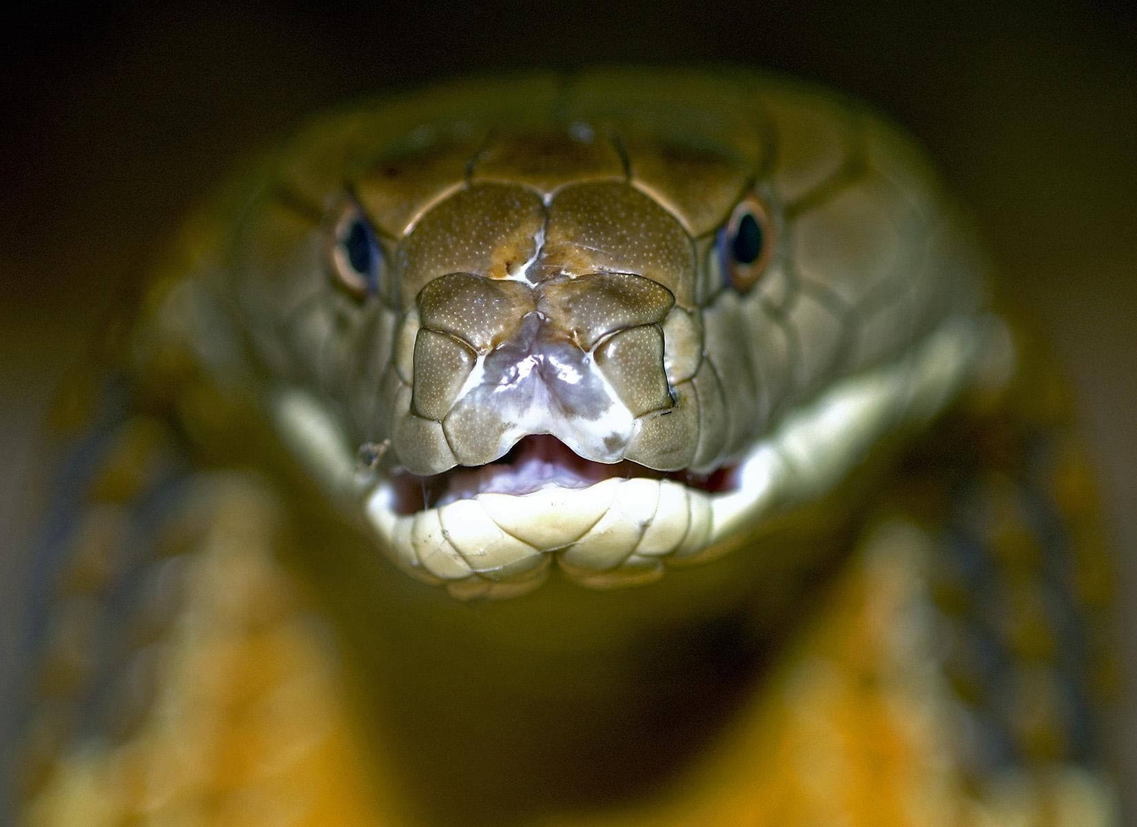 King Cobra, hood slightly flared, mouth open, HD Desktop Wallpaper