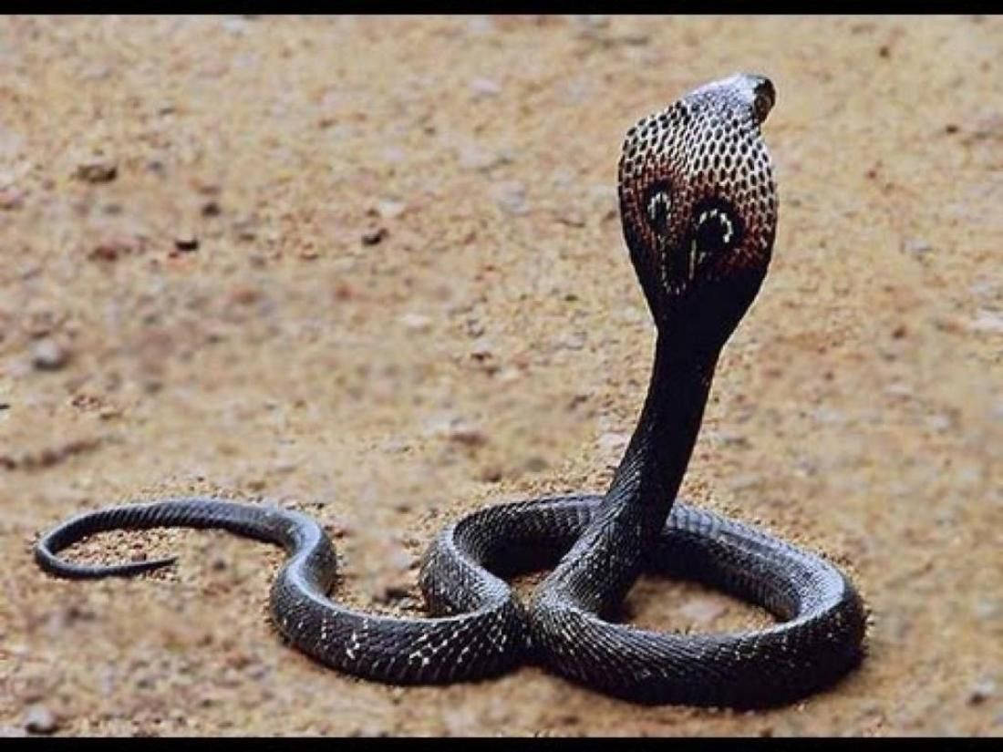 Cobra, black, patterned hood, SD Desktop Wallpaper