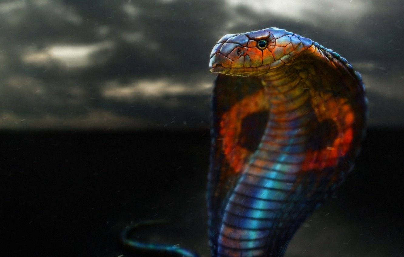 Colorful King Cobra, iridescent blue, orange scales, HD Desktop Wallpaper