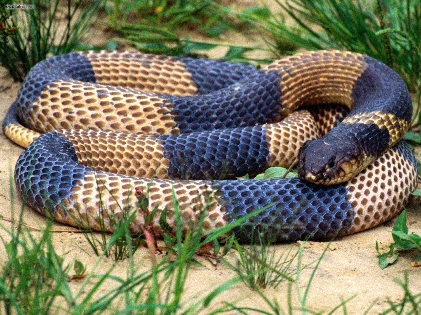 King Cobra, black and tan bands, coiled body, HD Desktop Wallpaper