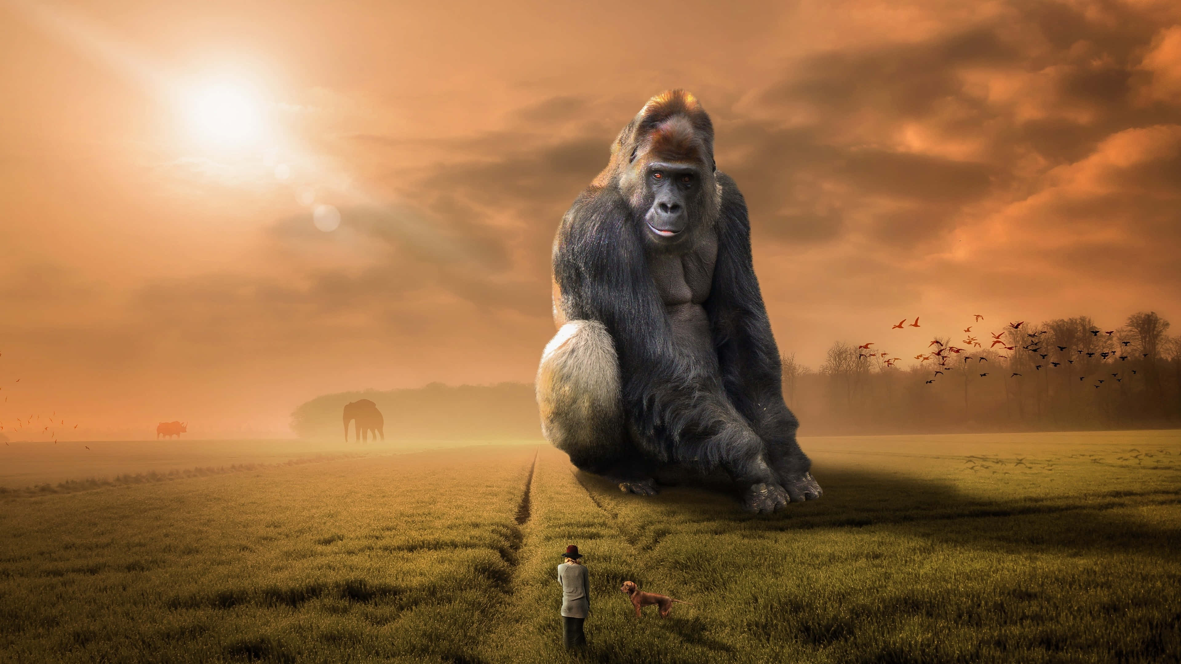 King Kong, 4K ultra-high definition, golden field, 4K Desktop Wallpaper