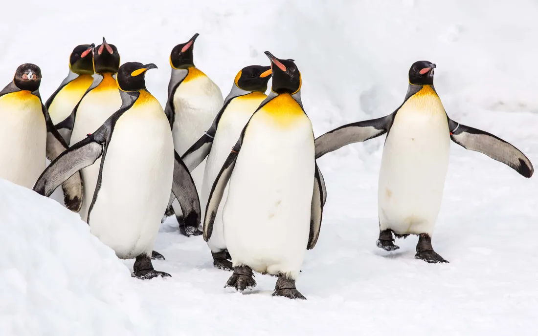 King Penguin