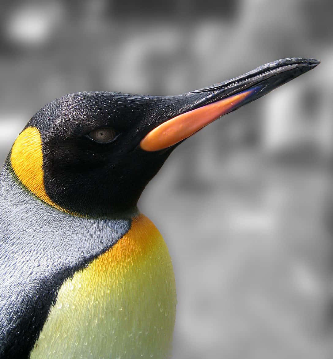 King Penguin, orange beak, yellow-orange chest, SD Phone Wallpaper