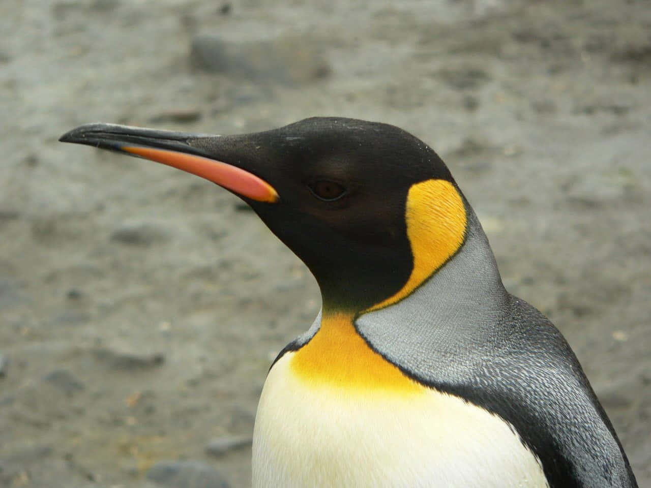 King Penguin, vibrant orange beak, yellow-orange neck patch, HD Desktop Wallpaper