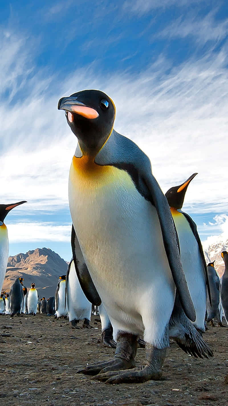 king penguin, rocky ground, bright blue sky, HD Phone Wallpaper