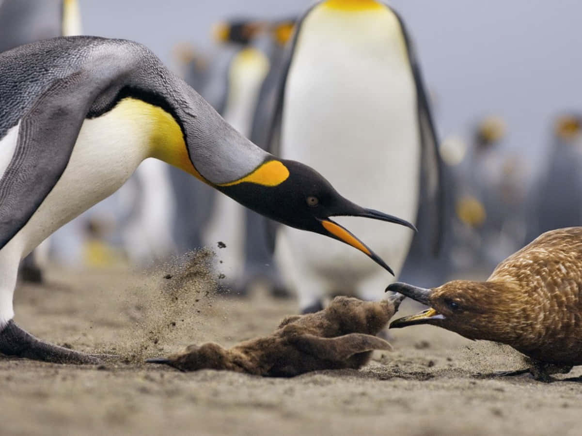 King Penguin, skua, sandy beach, SD Desktop Wallpaper