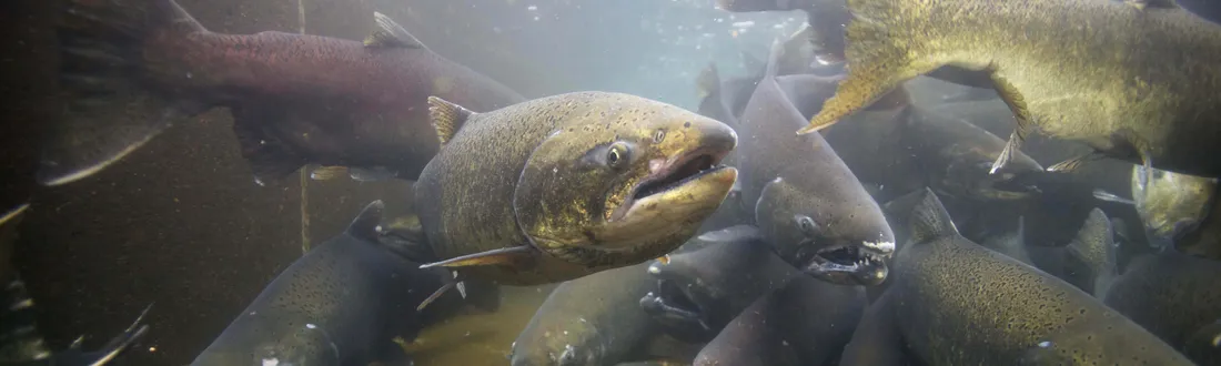 King Salmon