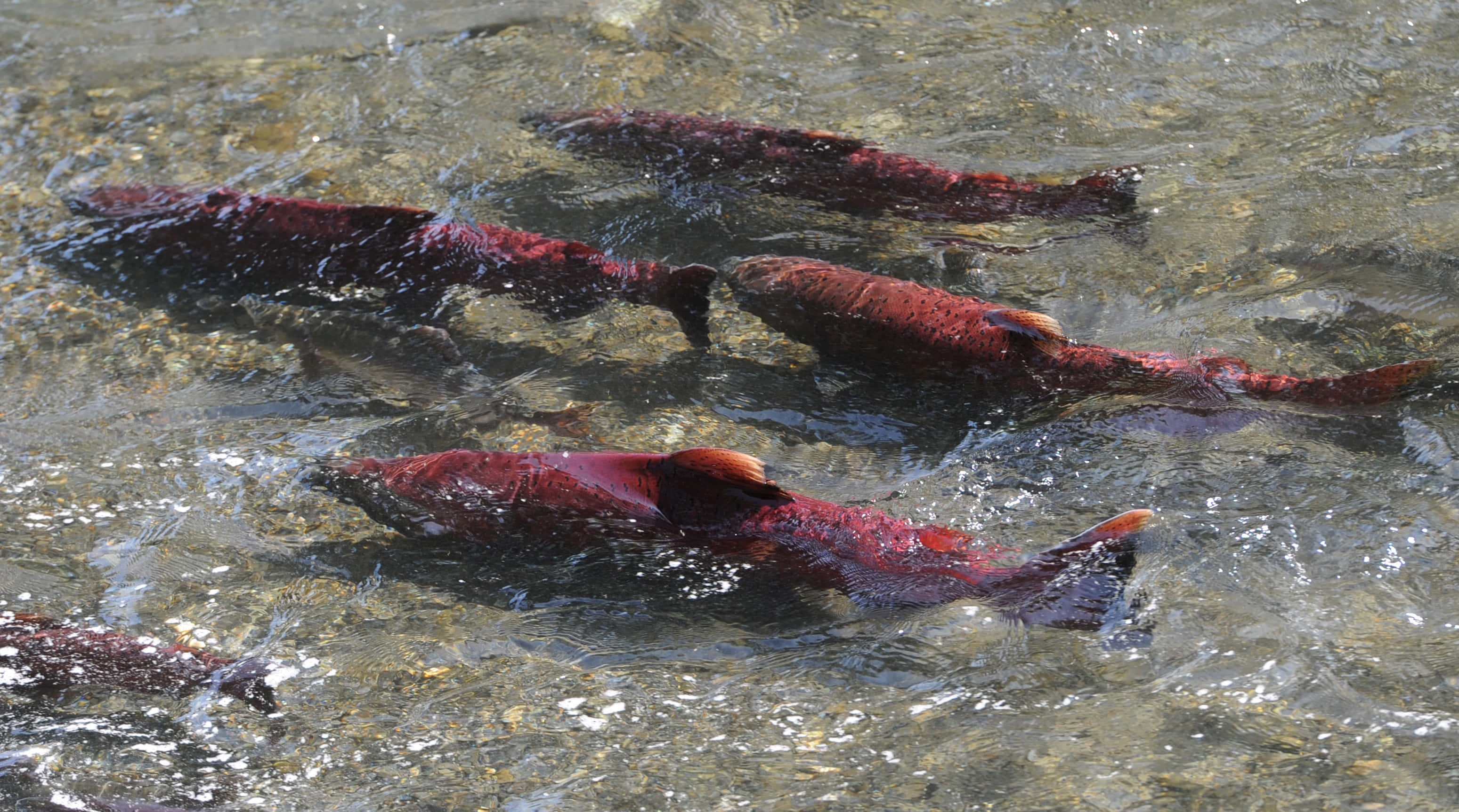 King Salmon, spawning stream, clear rushing water, 2K Desktop Wallpaper