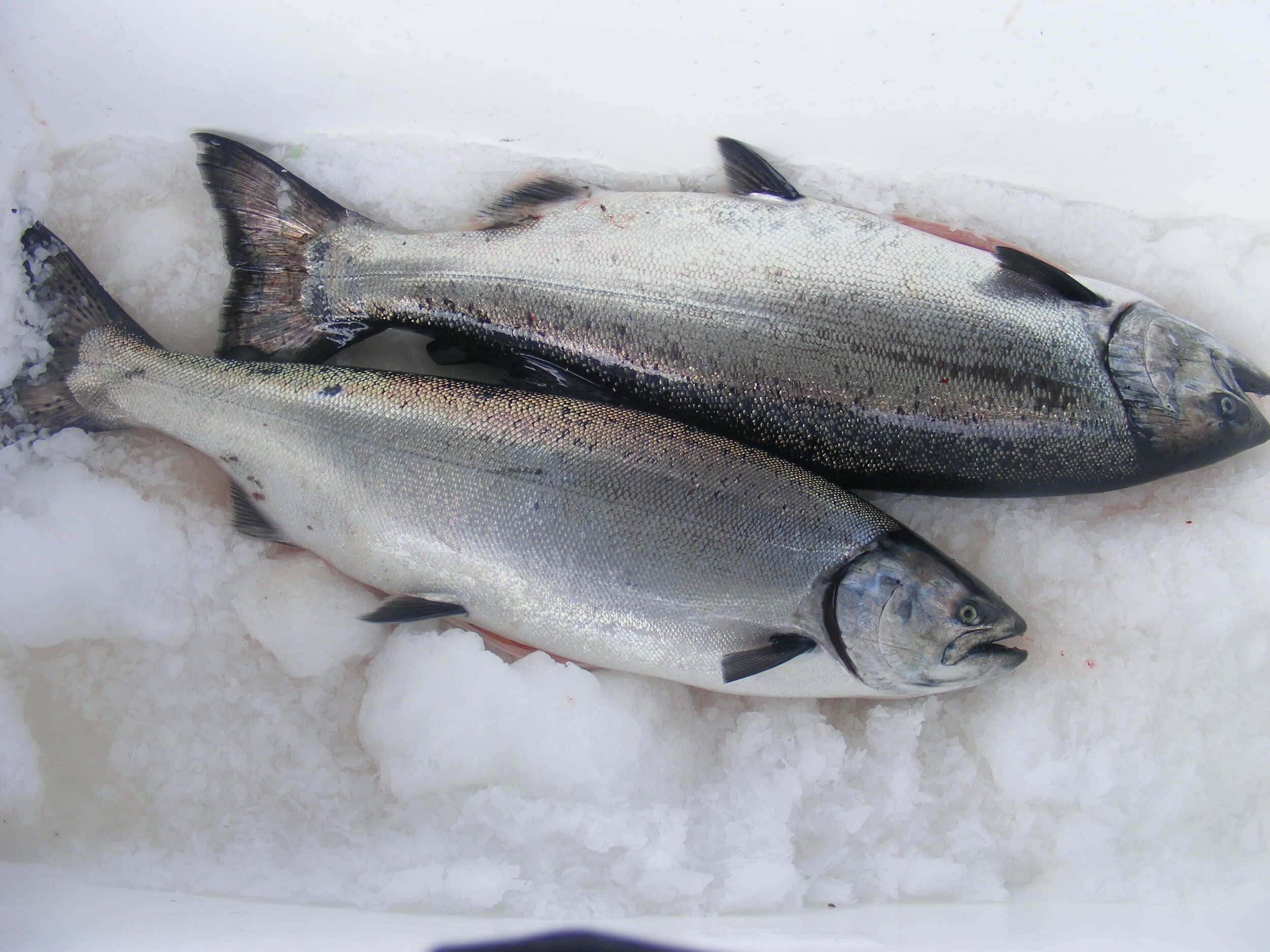 King Salmon, silver scales, black fins, Full HD Desktop Wallpaper