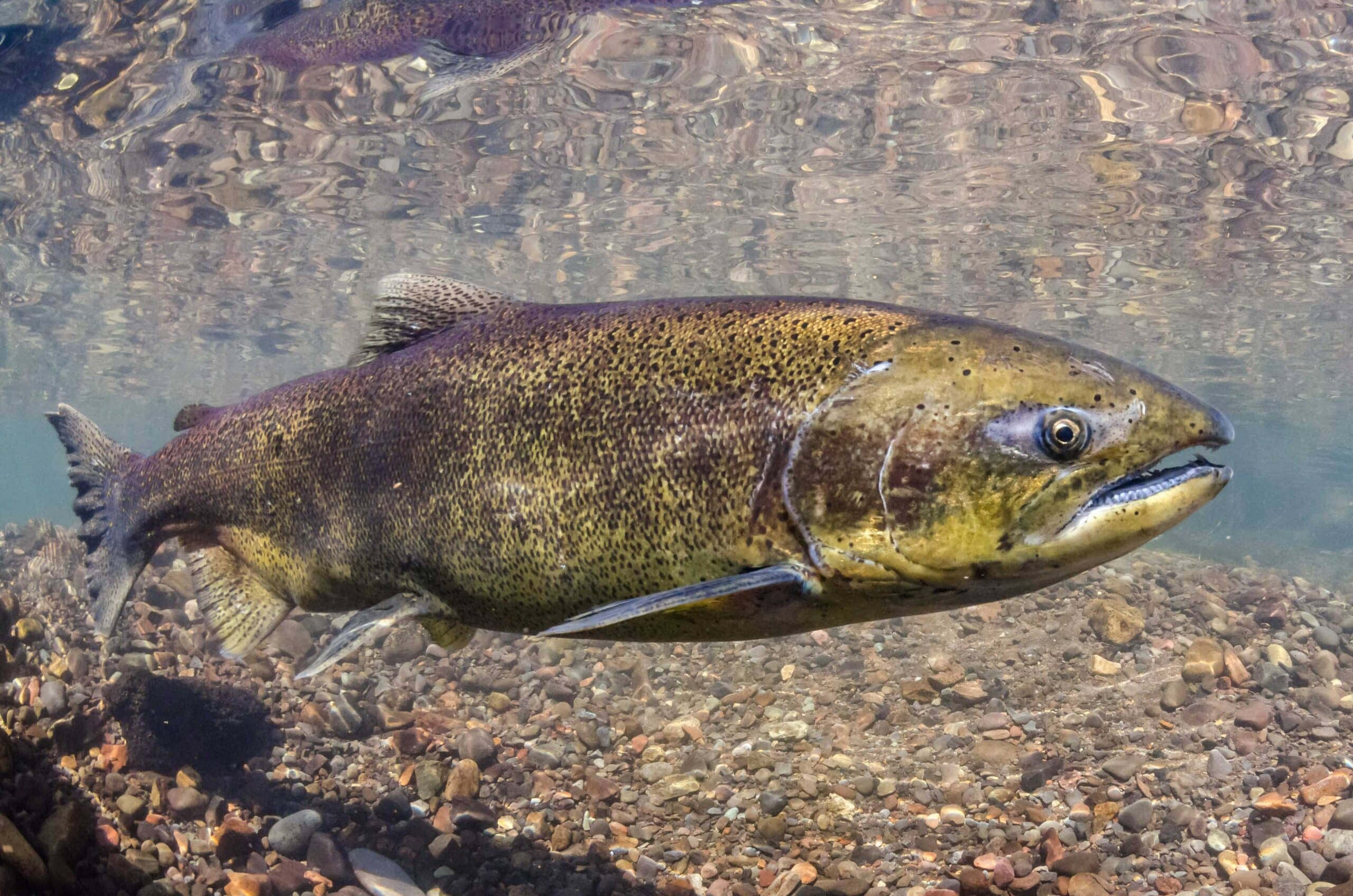 King Salmon, river, clear water, 2K Desktop Wallpaper