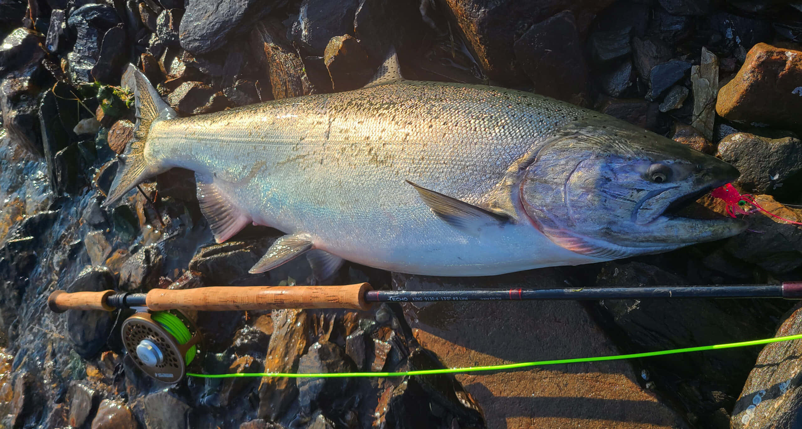 King Salmon, fly fishing rod, bright green line, 2K Desktop Wallpaper