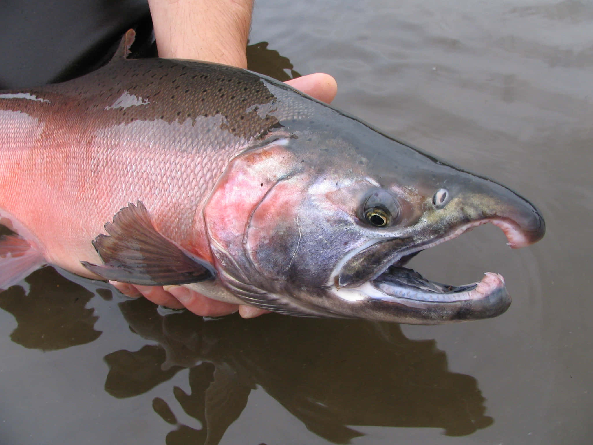 King Salmon, murky water, pink belly, Full HD Desktop Wallpaper