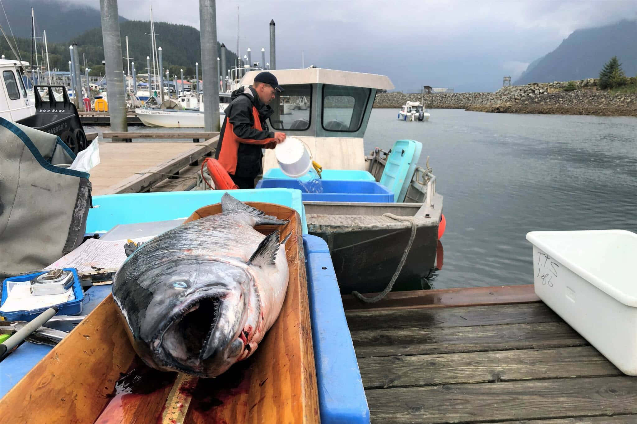 King Salmon, harbor catch, wooden crate, Full HD Desktop Wallpaper