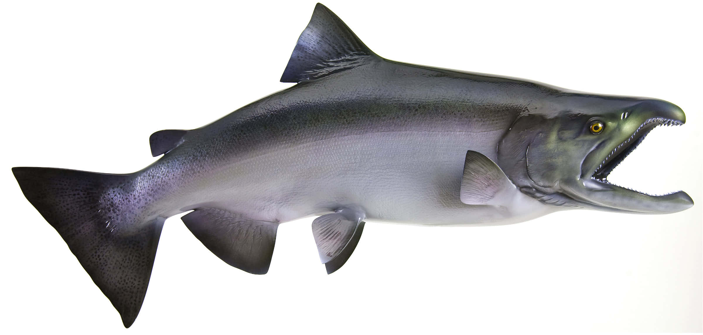 King Salmon, silver, open mouth, Full HD Desktop Wallpaper