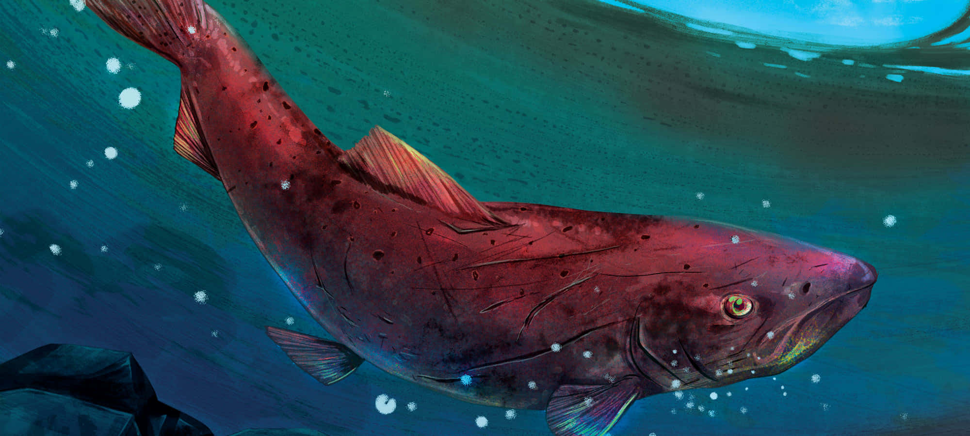 King Salmon, turquoise water, white bubbles, Full HD Desktop Wallpaper