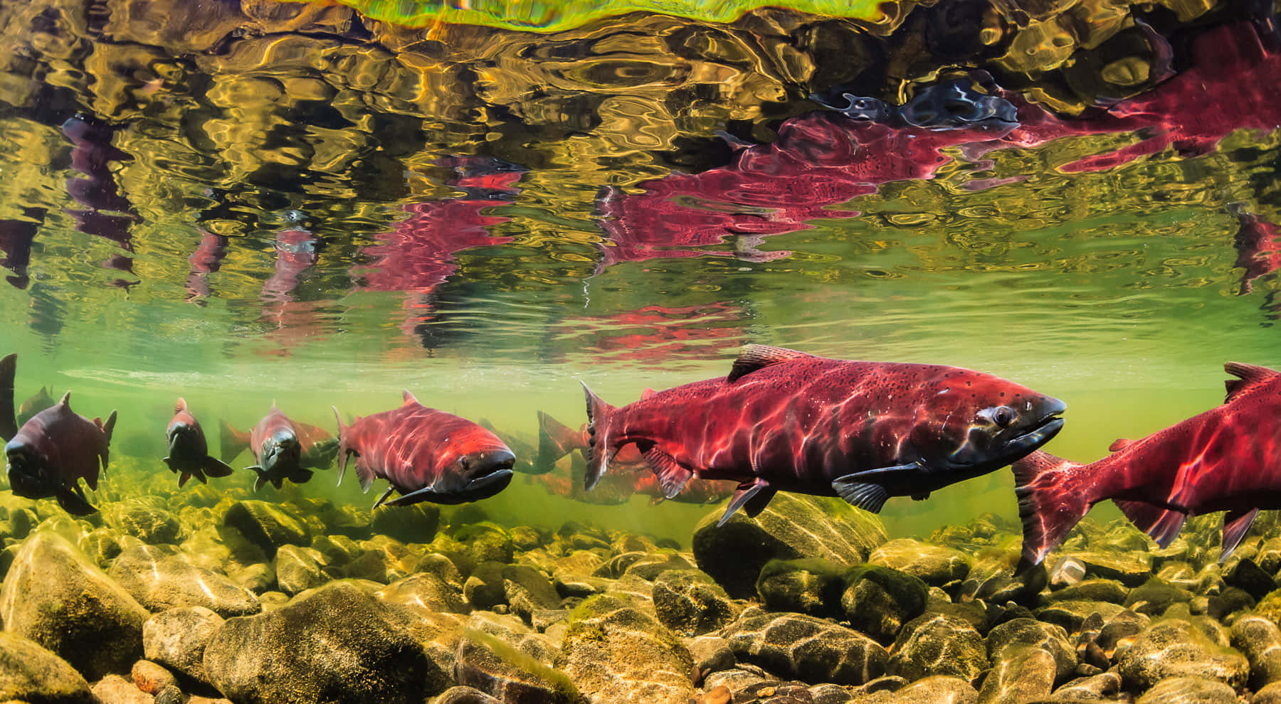 King Salmon, spawning stream, clear water, HD Desktop Wallpaper