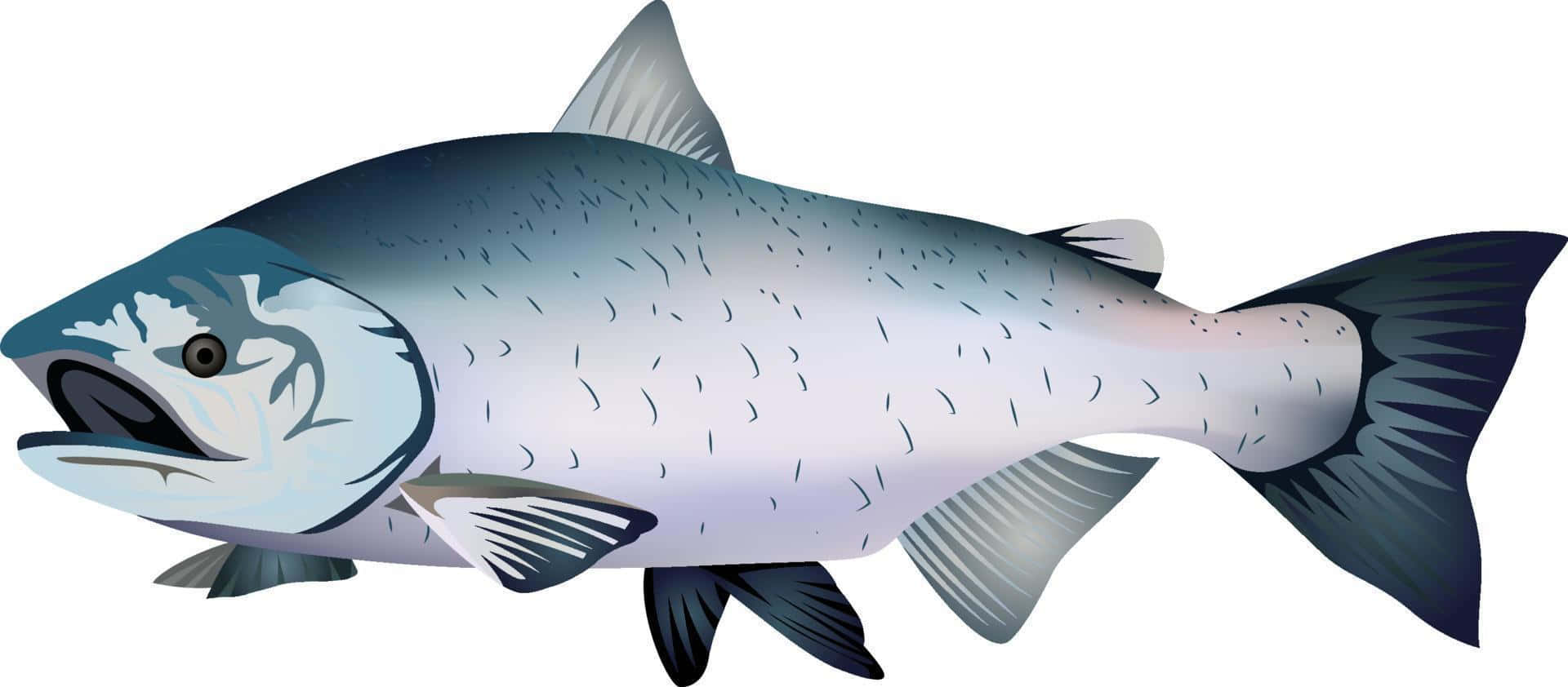 King Salmon, silver salmon, dark fins, Full HD Desktop Wallpaper