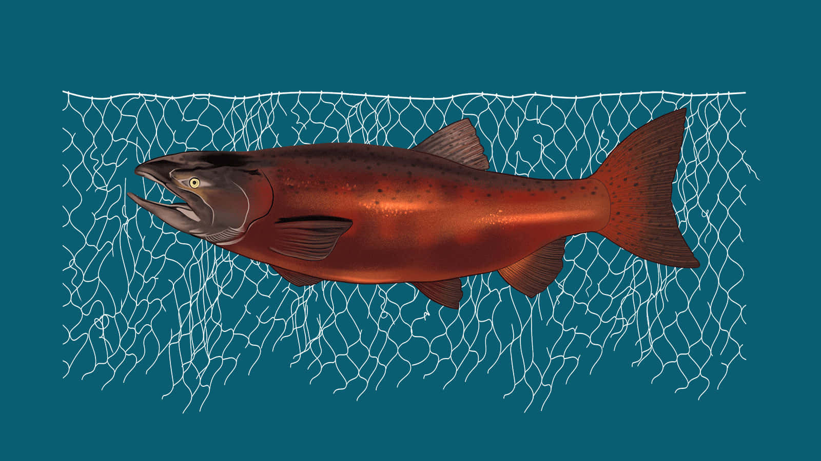 King Salmon, vibrant red salmon, speckled skin, HD Desktop Wallpaper