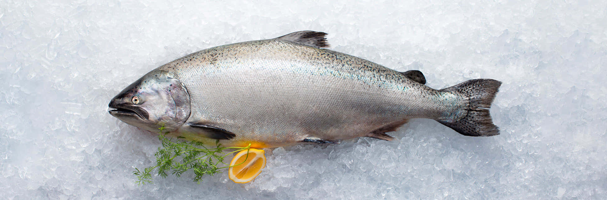 King Salmon, crushed ice, dill, Full HD Desktop Wallpaper