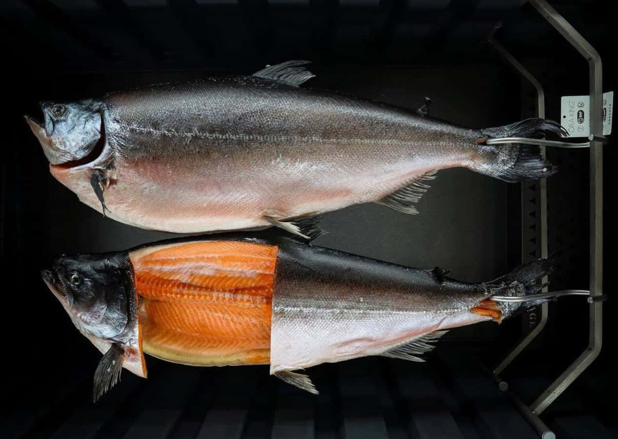 King Salmon, dark industrial freezer, silver skin, SD Desktop Wallpaper
