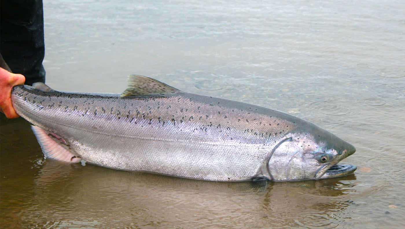 King Salmon, silver salmon, dark spots, HD Desktop Wallpaper