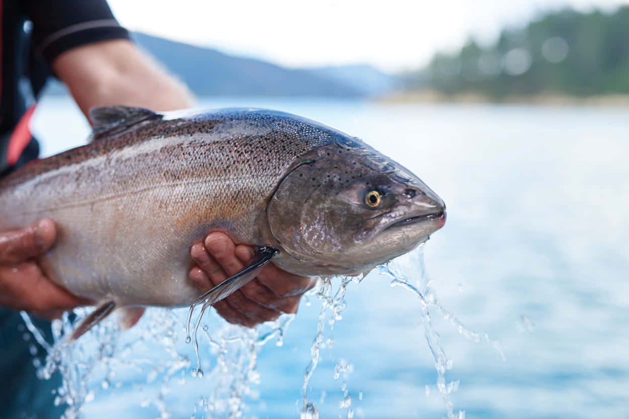 King Salmon, lake, forest, SD Desktop Wallpaper
