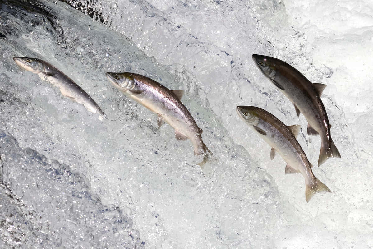 King Salmon, ice, frothy white water, SD Desktop Wallpaper