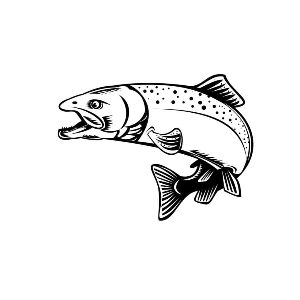 King Salmon, vector illustration, black and white line art, SD Desktop Wallpaper