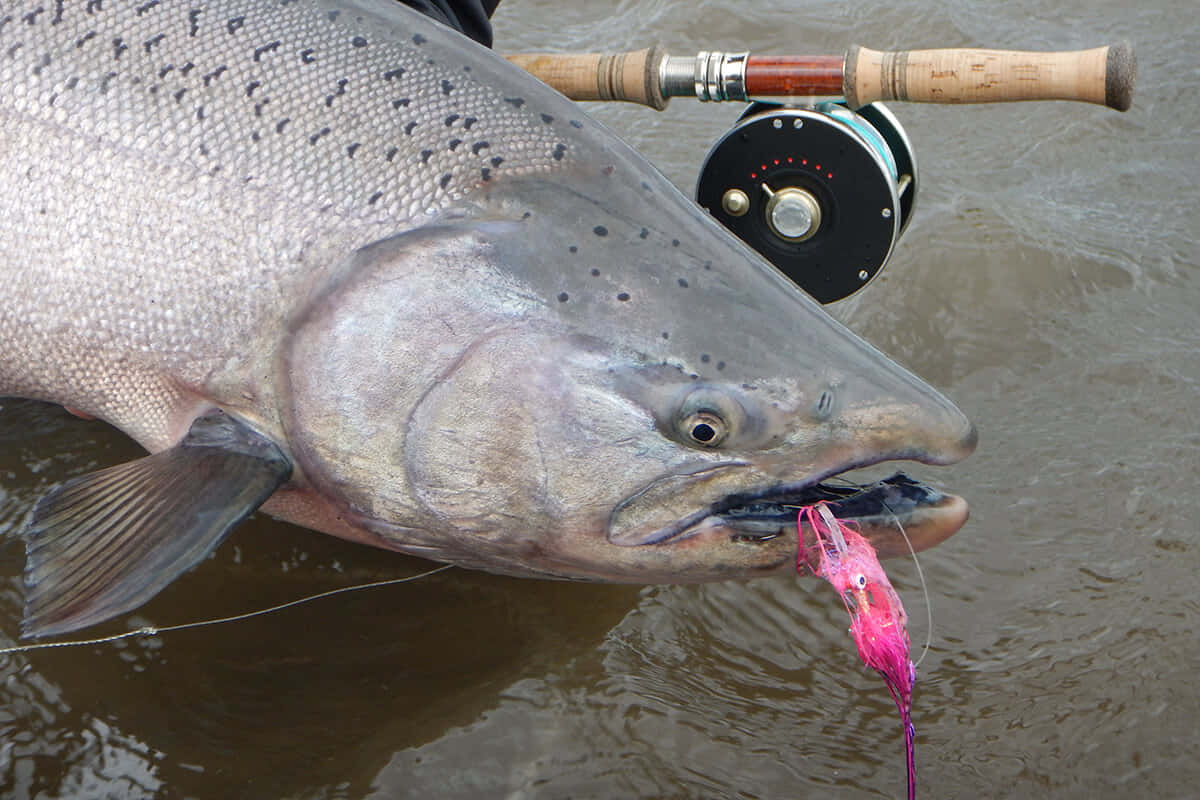 King Salmon, pink fly lure, wooden fly rod, SD Desktop Wallpaper