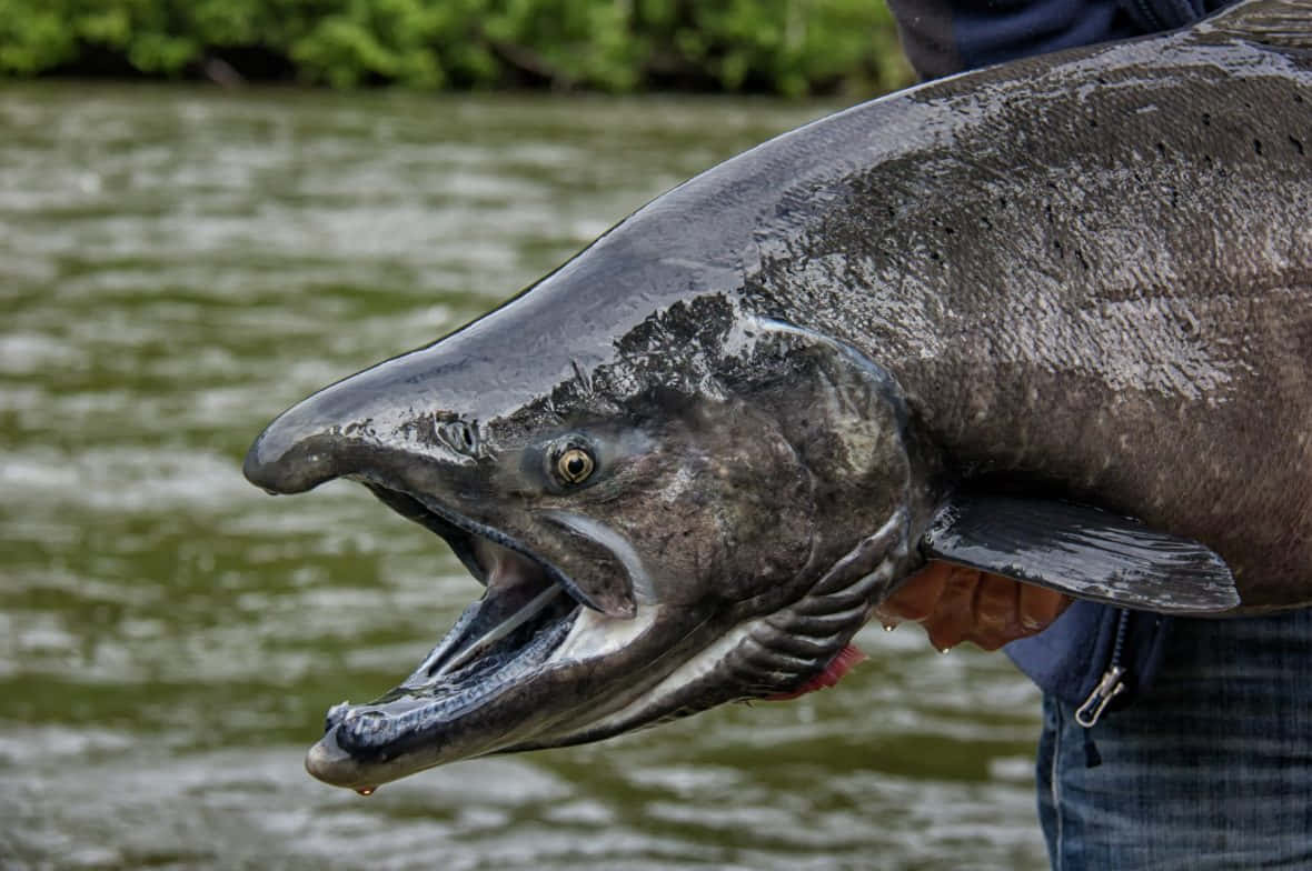 King Salmon, silver salmon, greenish river, SD Desktop Wallpaper