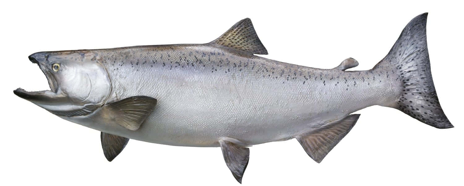 King Salmon, silver salmon, dark spots, HD Desktop Wallpaper