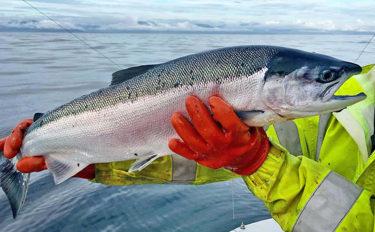 King Salmon, yellow jacket, red gloves, SD Desktop Wallpaper
