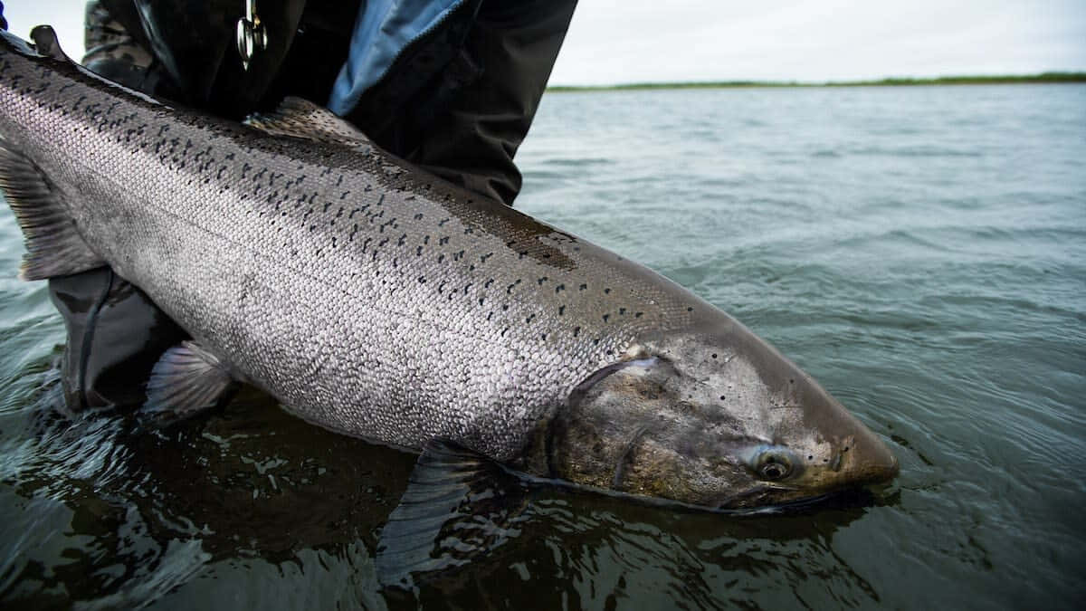 King Salmon, silver salmon, black spots, SD Desktop Wallpaper