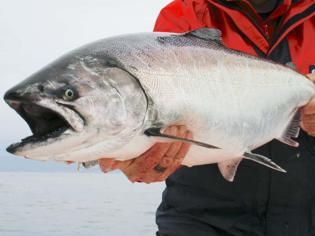 King Salmon, red jacket, silver salmon, SD Desktop Wallpaper