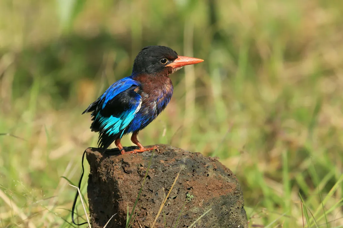 Kingfisher Wallpapers