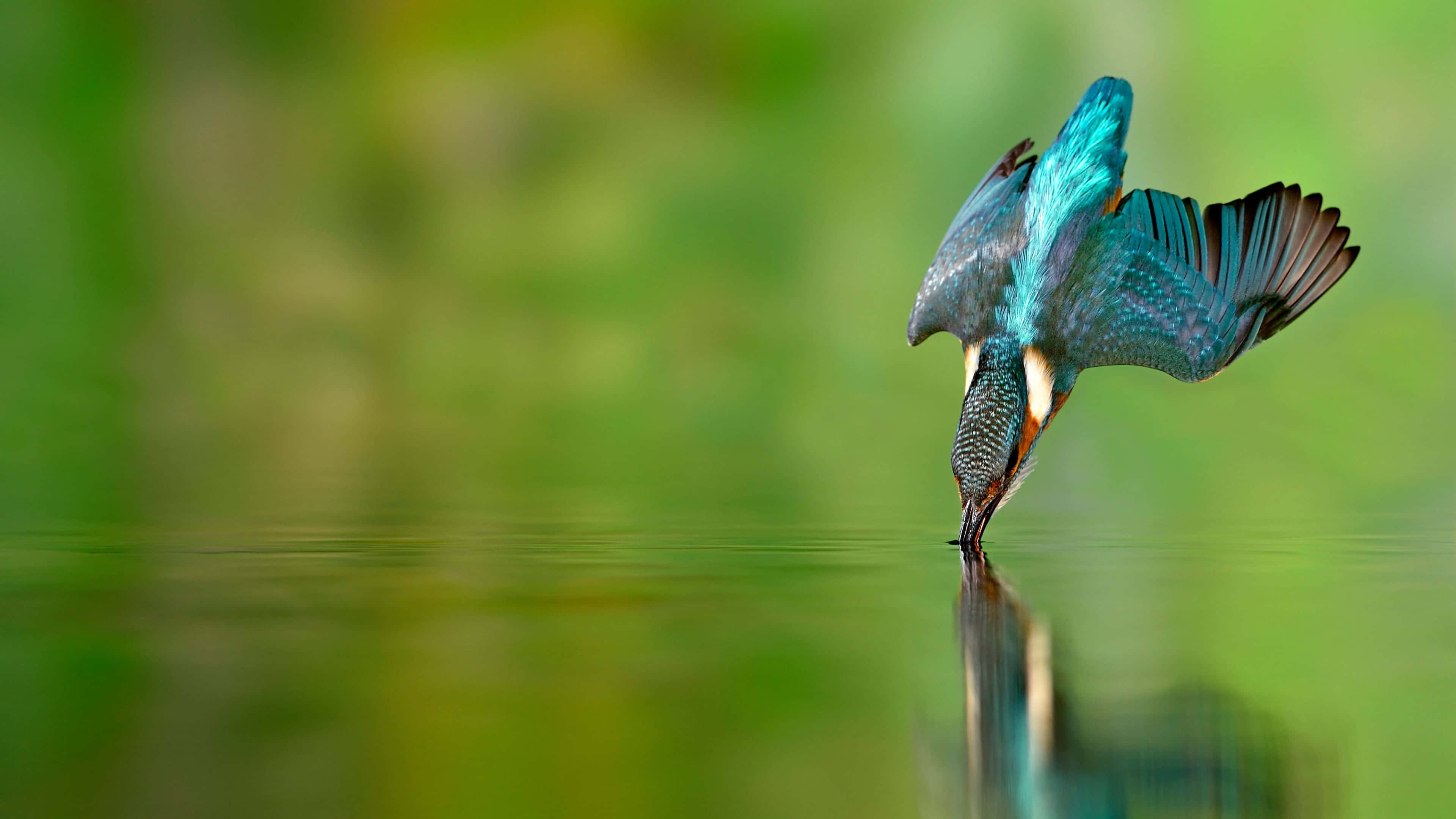 kingfisher, iridescent blue feathers, calm water, 4K Desktop Wallpaper