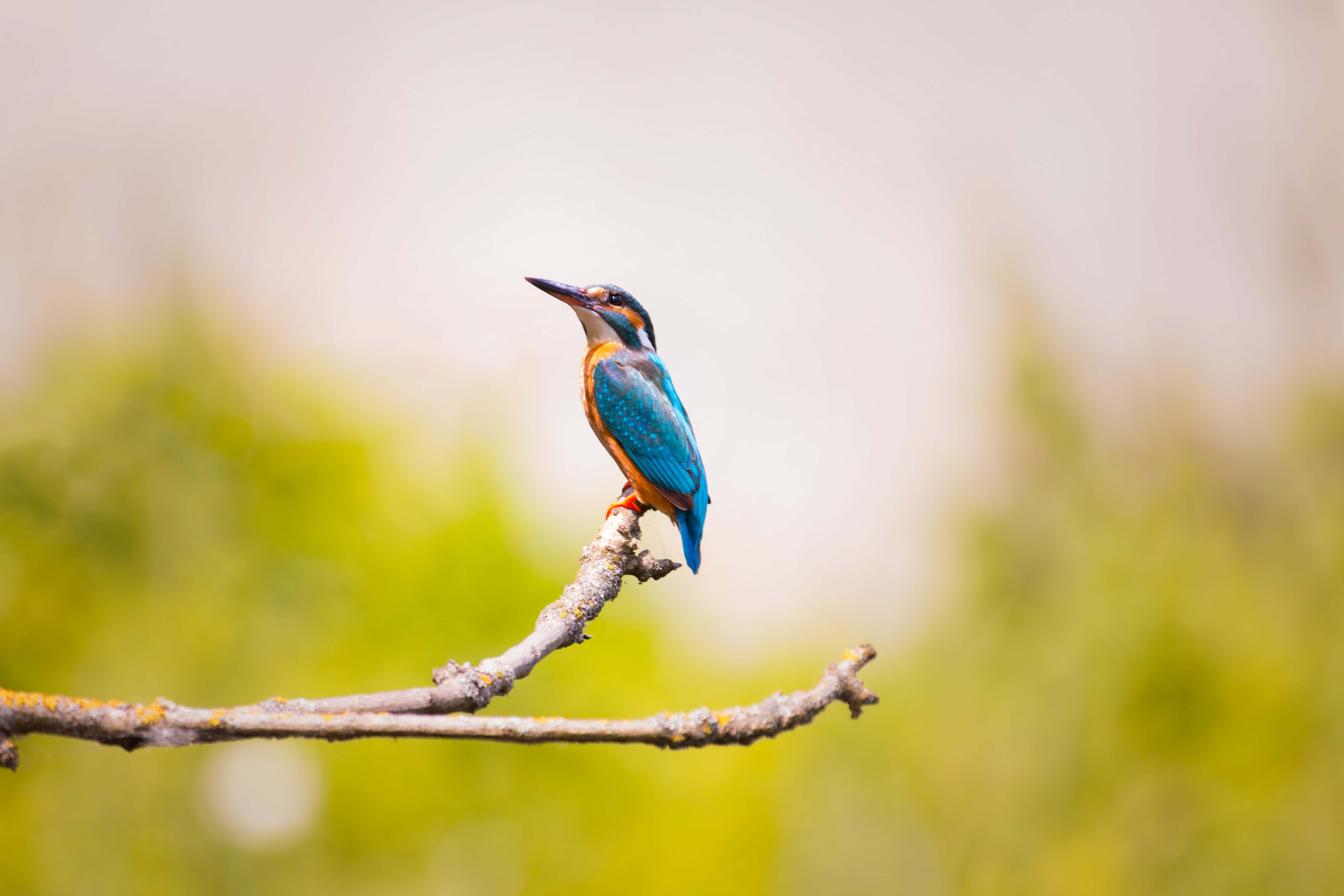 vibrant kingfisher, weathered branch, soft blurred green and beige background, 5K Desktop Wallpaper