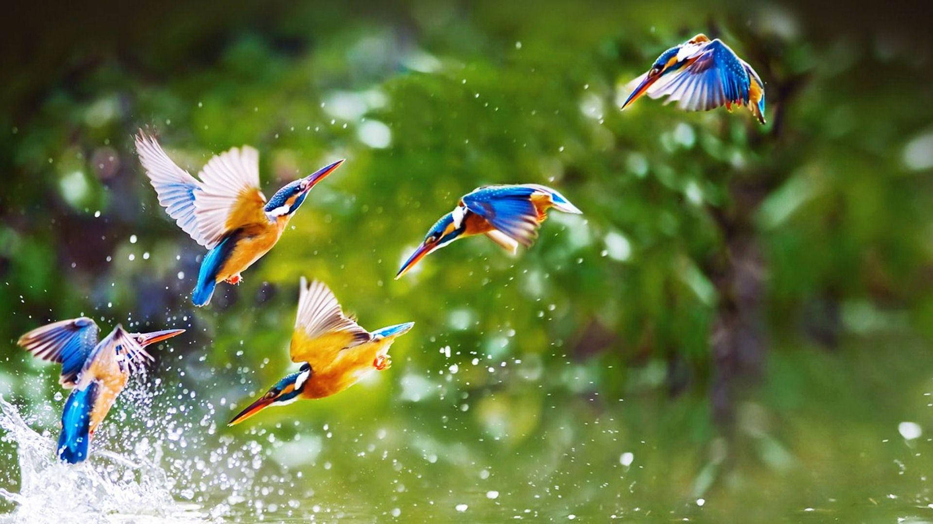 kingfishers, mid-flight, splash through water, Full HD Desktop Wallpaper
